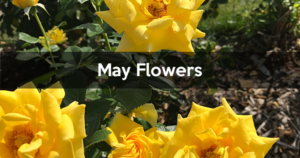 mayflowers